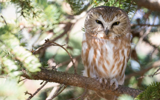 Small owl perched branch forest 3 - a small owl free wallpaper for desktop