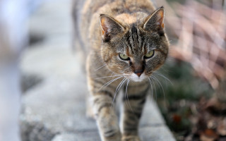 Cat walking shallow depth bokeh - a sidewalk free wallpaper