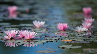 Pink flowers lake butterfly bokeh - water lily free wallpaper