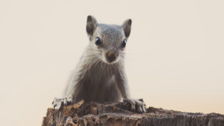 Small animal on stump sunny - a small animal sitting free wallpaper