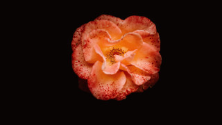 Orange flower black background macro - a black background in the background free wallpaper