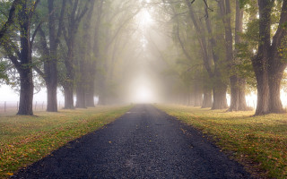 Foggy country road light trees - volumetric fog free wallpaper