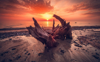 Tree stump beach sunset water - a tree stump free wallpaper for desktop