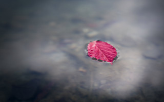 Leaf pond sky sunbeam macro - a single leaf free wallpaper