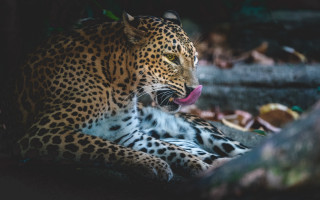 Leopard tongue out shade tree - a leopard free wallpaper for desktop