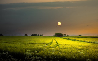 Sunset trail tree field cloud - beautiful landscape free wallpaper for desktop