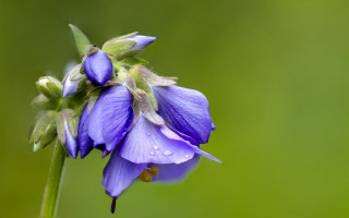 Purple flower water droplets macro 28 - a purple flower free wallpaper