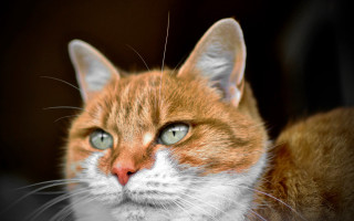 Cat green eyes serious macro - its face and chest free wallpaper