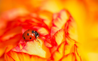 Ladybug yellowflower garden autumn macro - a lady bug free wallpaper for desktop
