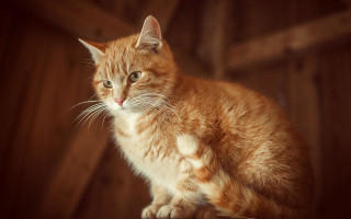 Cat wooden table window sill - a wooden frame free wallpaper