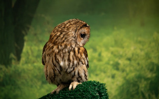 Small owl green ball grass - a small owl free wallpaper for desktop