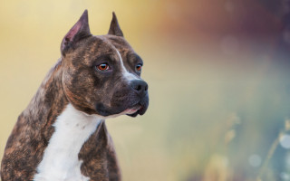 Dog spots elke vogelsang photorealism - on free wallpaper for desktop