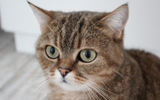 Cat green eyes serious superflat - a floor free wallpaper