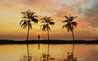 Man water palm trees sunset - a body of water free wallpaper for desktop