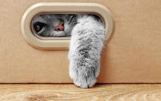 Cat peeking cardboard box paw - surrealism free wallpaper