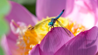 Dragonfly pinkflower yellowpink background foreground - a dragonfly free wallpaper