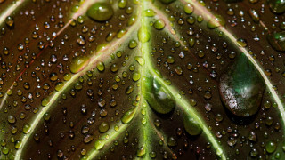 Green leaf water droplets macro 15 - a green leaf in the foreground free wallpaper