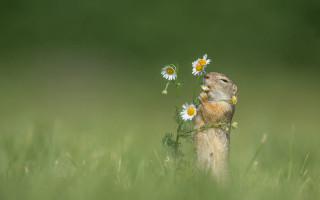 Prairie squirrel daisy field flowers - daisy free wallpaper