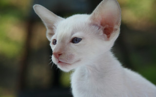 White kitten blue eyes blurry - a blurry background of trees free wallpaper for desktop