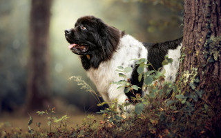 Dog tree forest leaves naturalism - edwin landseer free wallpaper
