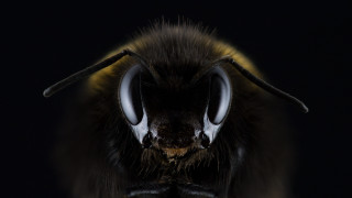 Bee horned macro monster realistic - horn free wallpaper for desktop