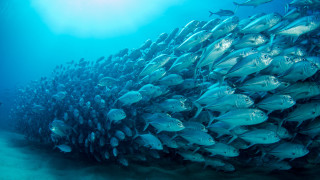 Large fish school coral reef - lostfish free wallpaper for desktop