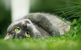 Black cat laying in grass - a white wall free wallpaper