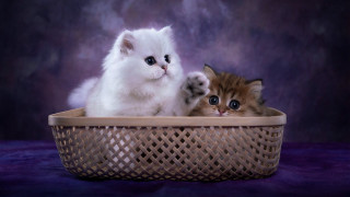 Two kittens basket purple background - a still life free wallpaper