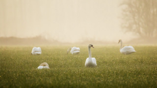 Swans grass fog tiltshift softlight - soft light free wallpaper