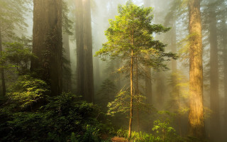 Forest trail fog light rays - free forest wallpaper