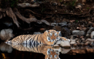 Tiger water forest rocks fallen - top of a body free wallpaper