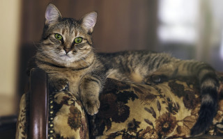 Regal floral cat green eyes - a floral pattern free wallpaper