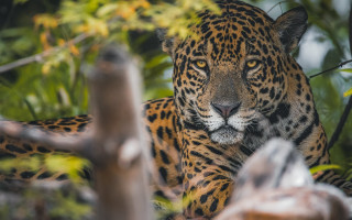 Leopard sitting tree branch serious - a leopard free wallpaper