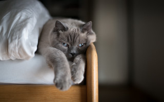 Cat bed blue eyes blurry - its paw free wallpaper