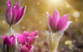 Flower bokeh hydrangea lotus pink - a close up of a flower free wallpaper for desktop