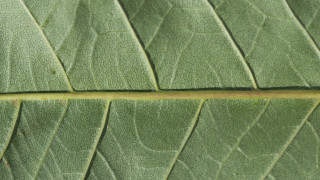 Green leaf yellow tip macro 2 - thin free wallpaper