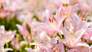 Pink cherry blossoms lily leaf - derek chittock free wallpaper