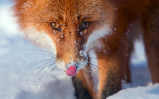 Fox tongue out snow macro - a fox free wallpaper for desktop