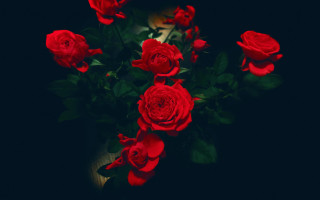Red roses bouquet black background - ann thetis blacker free wallpaper for desktop