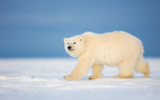 Polar bear snow field blue - a polar bear free wallpaper