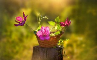 Basket flowers wooden stump bokeh - a basket of flowers free wallpaper