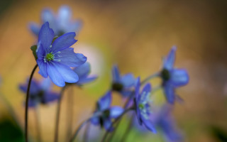 Blue flower butterfly bokeh macro - a blurry background of grass free wallpaper for desktop