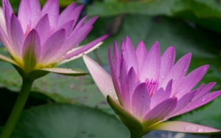 Pink water lilies water droplets - free nature wallpaper for desktop