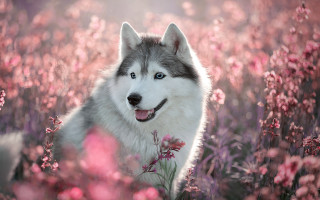 Husky flower field pink blossoms - a field of flowers and grass free wallpaper