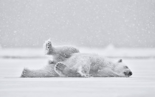 Polar bears playing snow night - a snowy day free wallpaper
