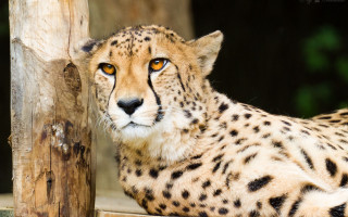 Cheetah ledge zoo serious animal - a cheetah free wallpaper