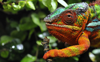 Colorful chameleon branch neo fauvism - a colorful chamelon free wallpaper