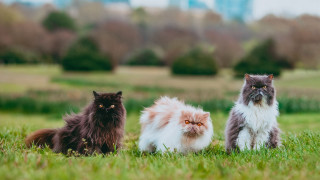 Three cats field city blurry - bourgeoi free wallpaper