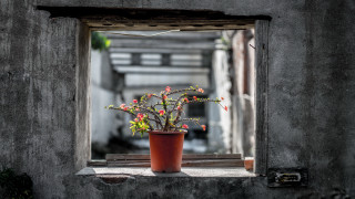Potted plant window sill starry - plant free wallpaper