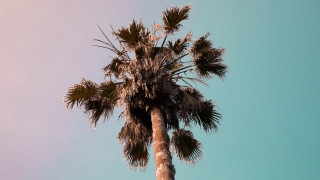 Palm tree blue sky clouds 8 - a few cloud free wallpaper for desktop